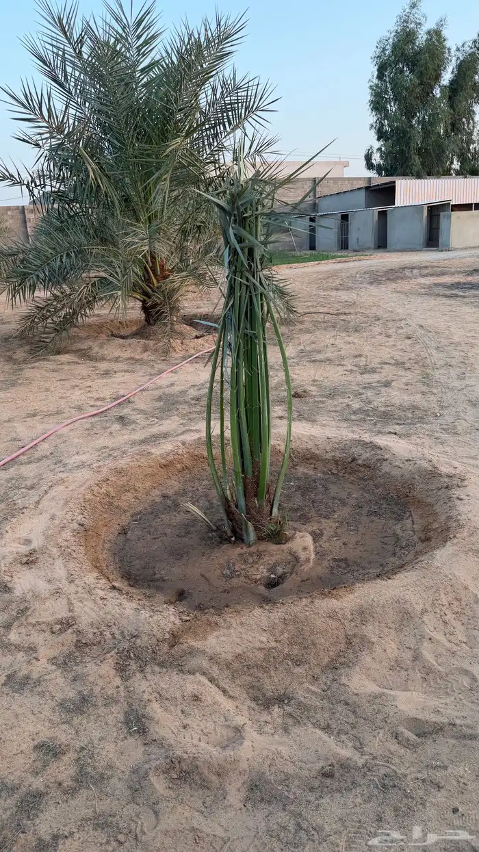 نخل حوشانه وشرازي 1