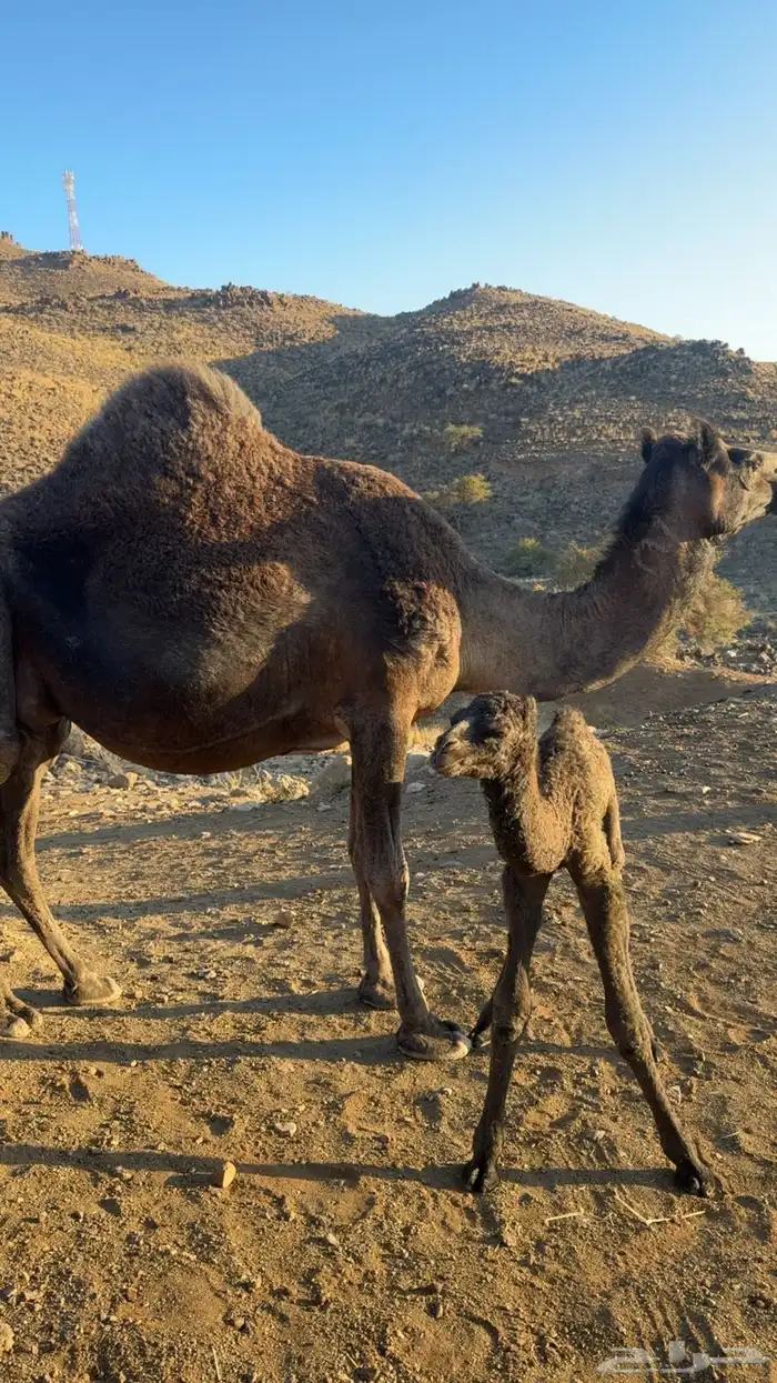 خلفه ناتج اليوم للببع 4