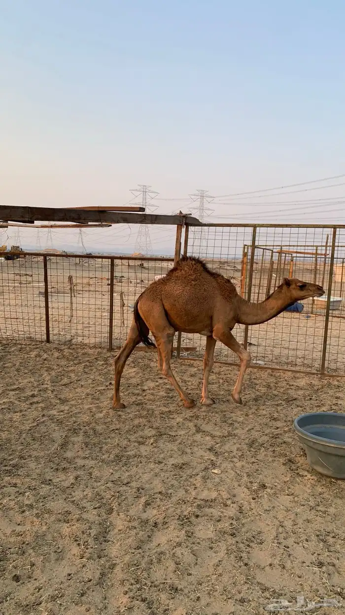 قعدان بلدي 0