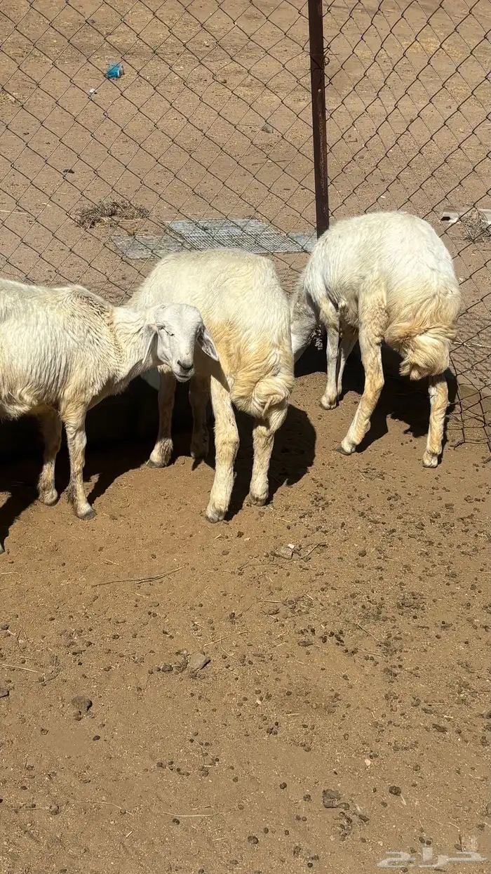 خروفين ورخل للبيع 4