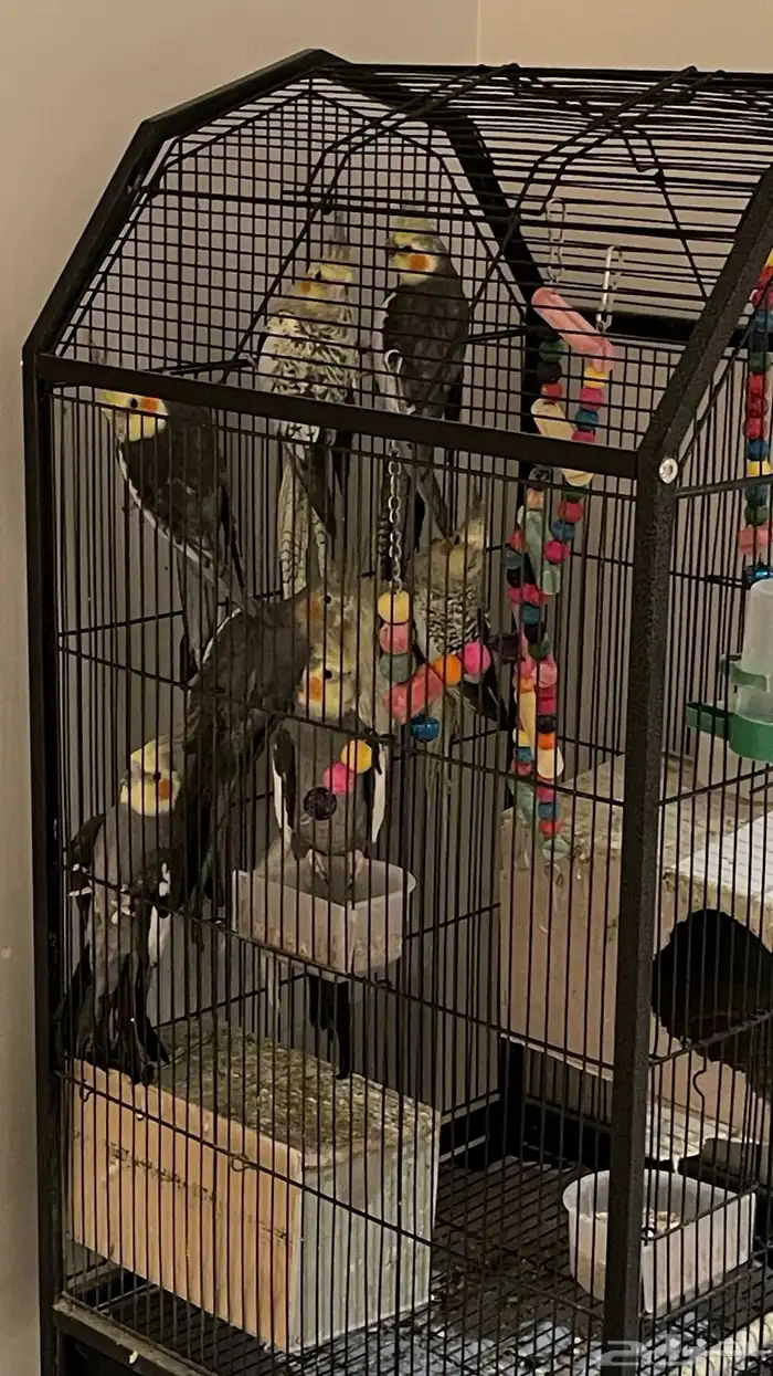 طيور كروان 2