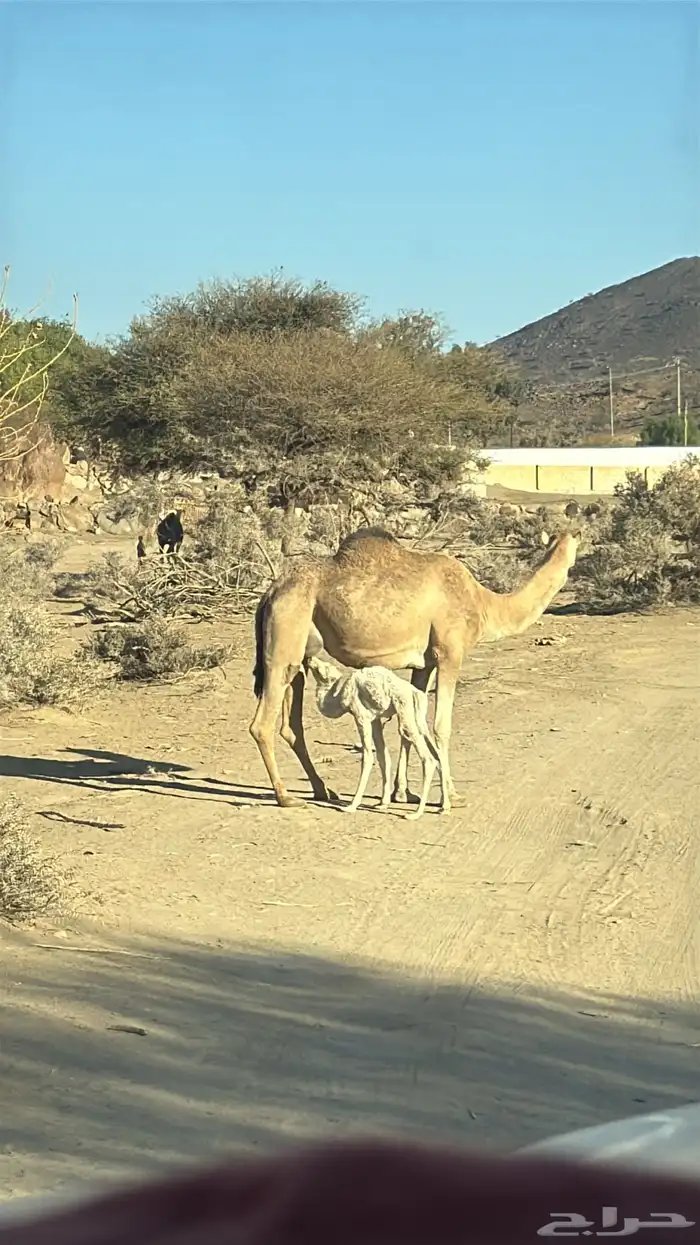 للبيع خلفتين عليها 2