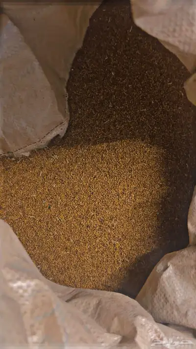 بذر برسيم صبخاوي index