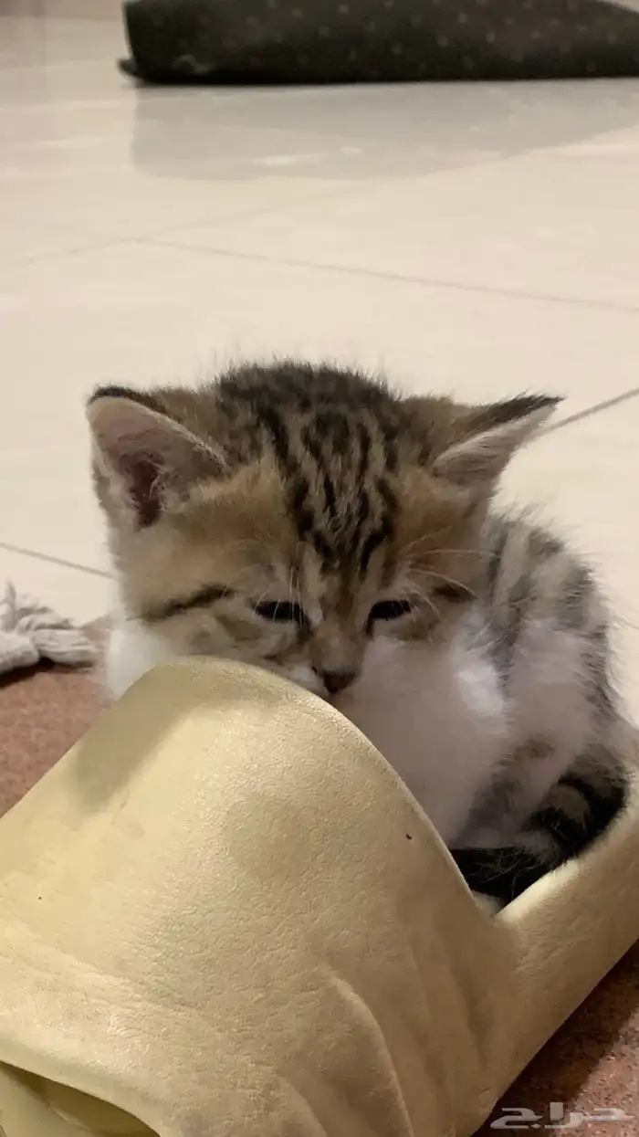 للبيع خمس قطط ام وعيالها 0