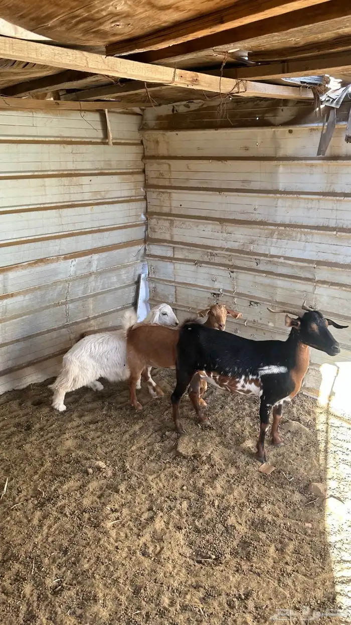 عنز وعناق ورخل 3