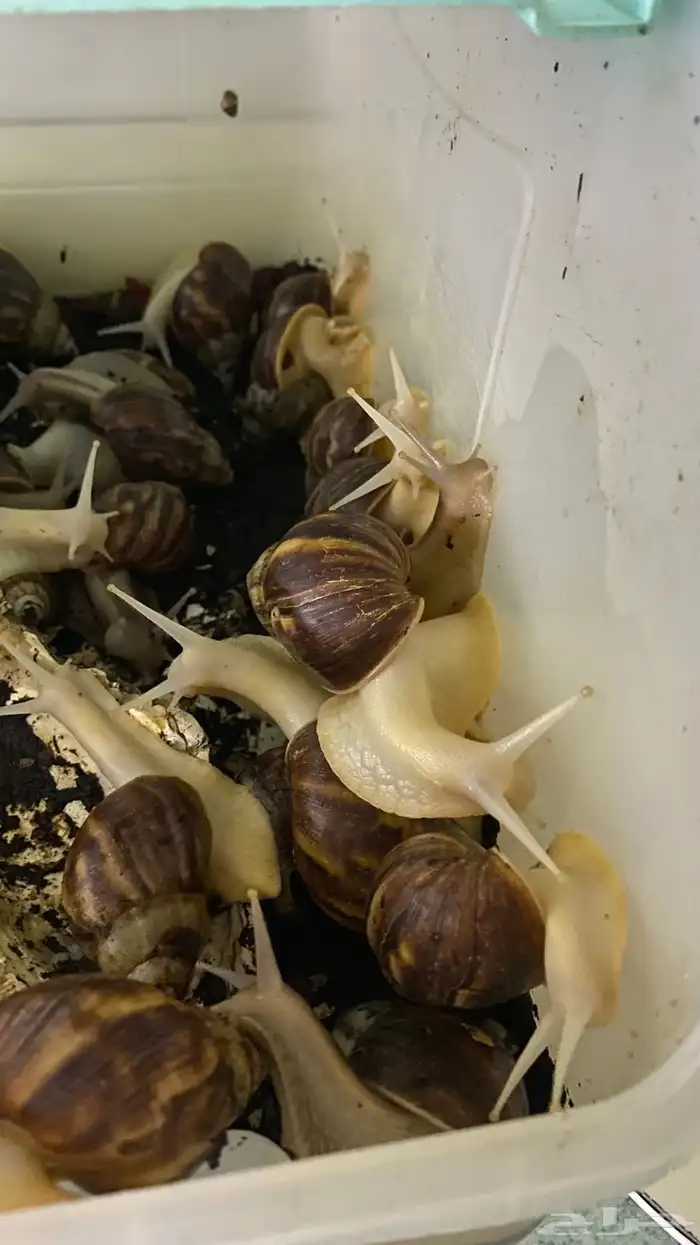 فل كولاجين للبشرة مباشرة من الحلزون 2