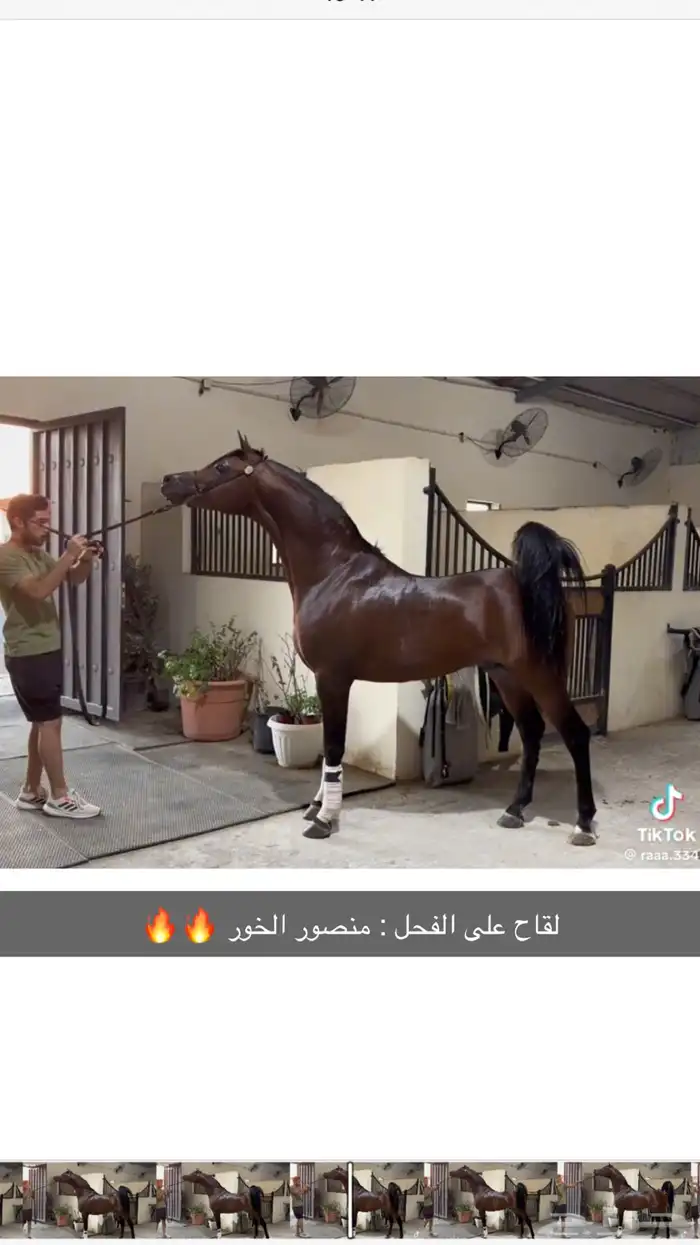 فرس واهو للبيع 4