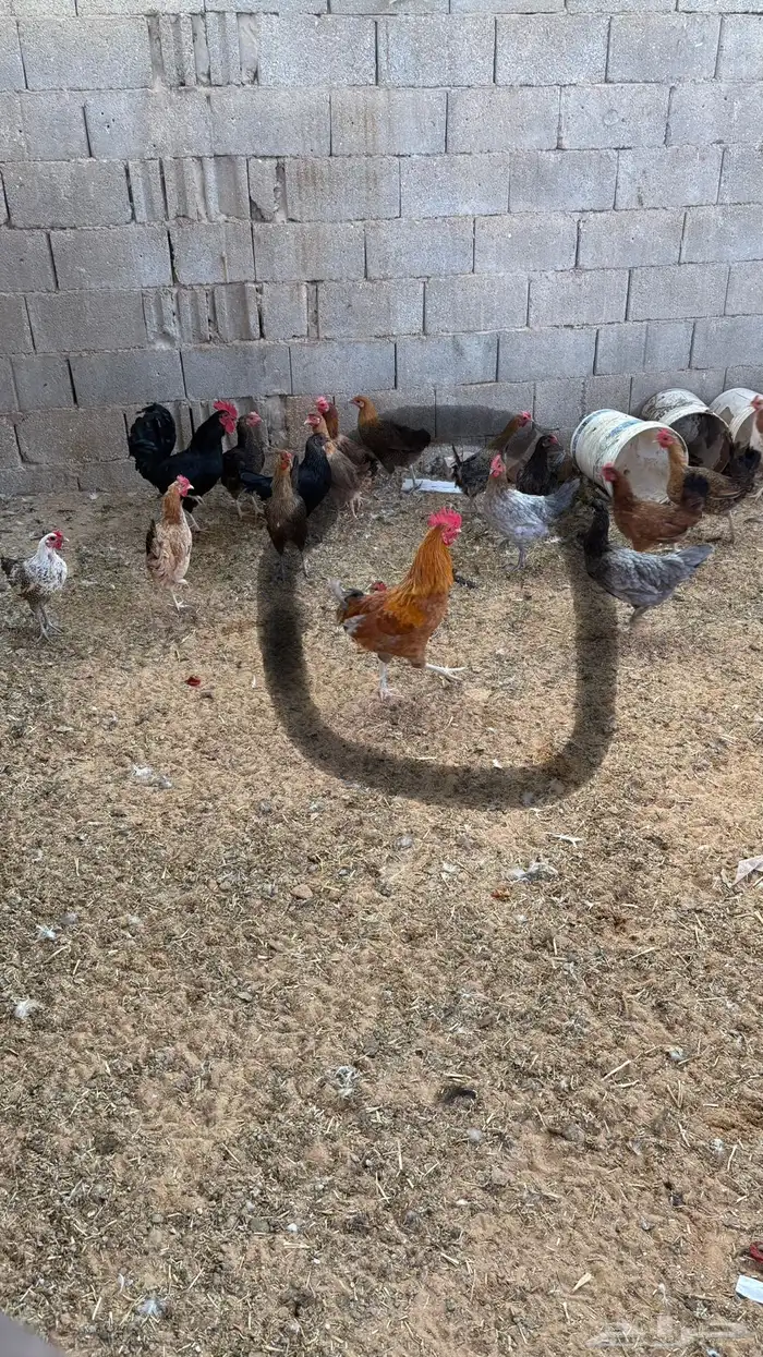 ديك و دجاج 2