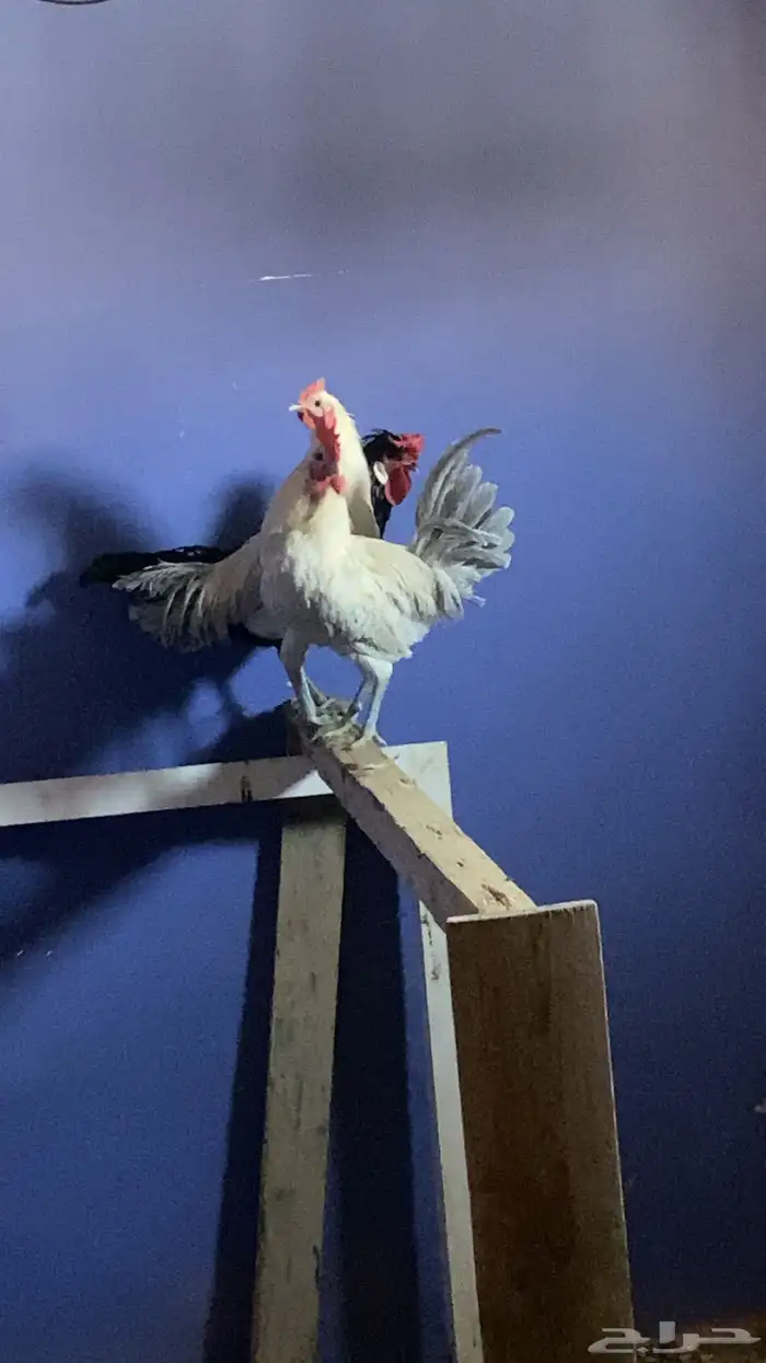 دجاج وديكين 0