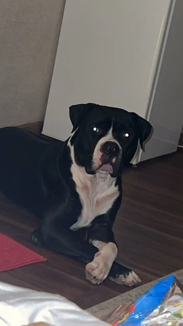 كلاب بيتبول للبيع مستوى رائع 13