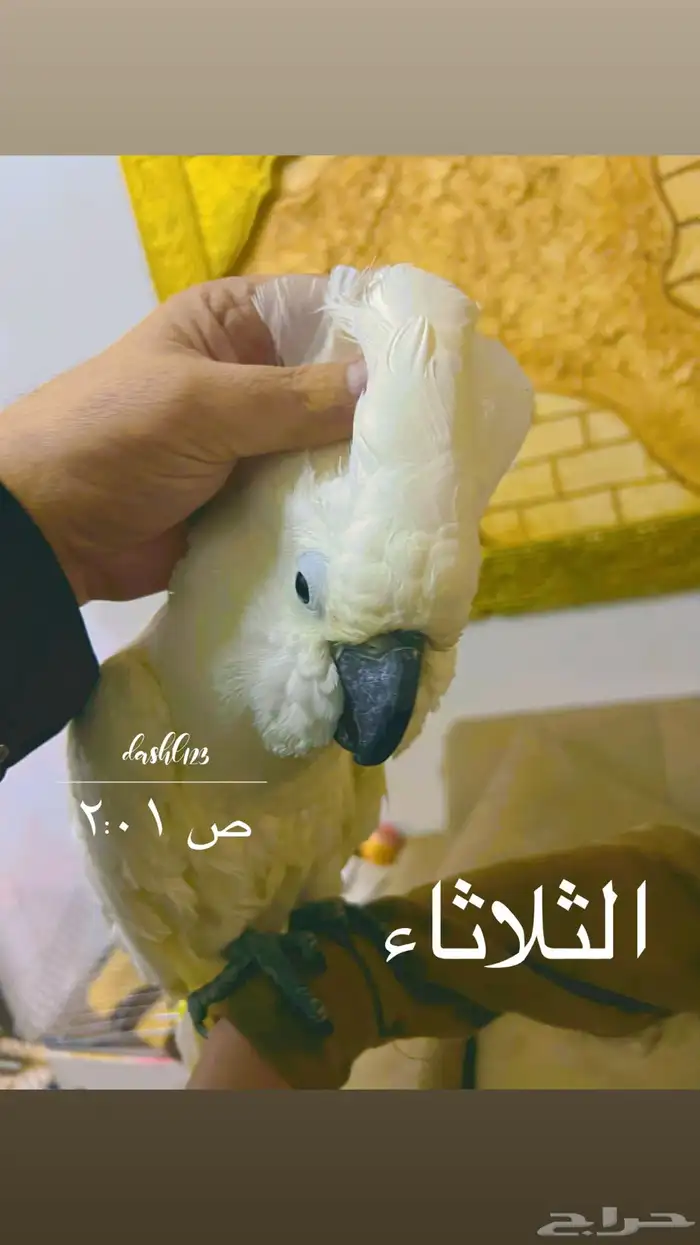 كوكاتو امبريلاء 4