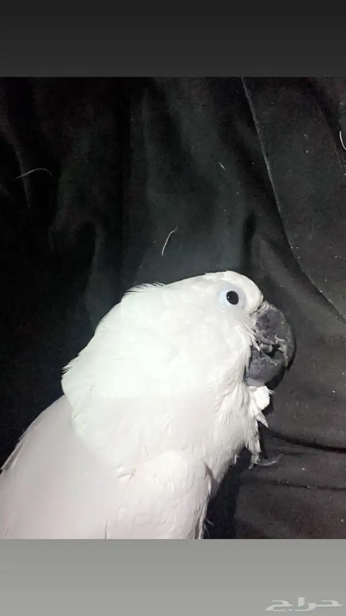 كوكاتو امبريلاء 6