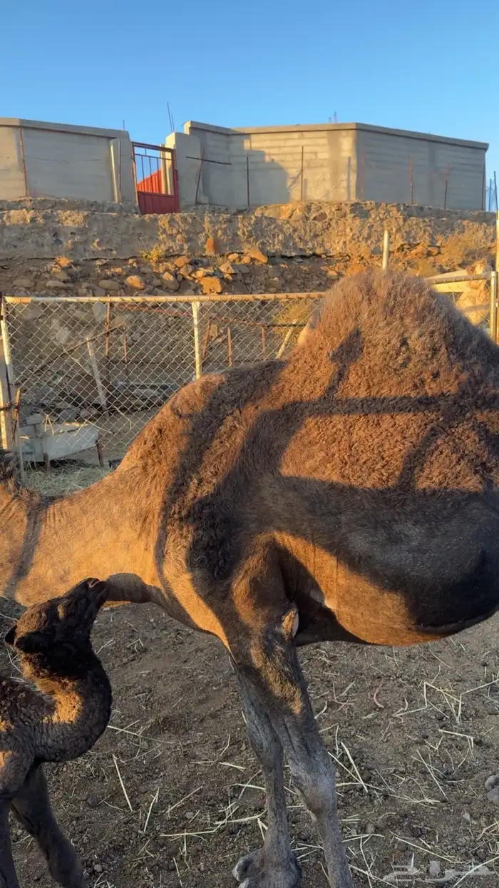 خلفه ناتج اليوم للببع 2