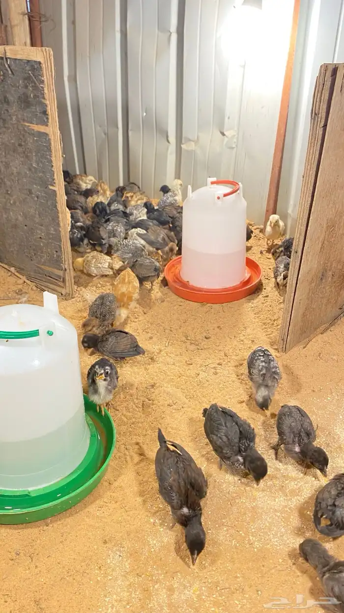 للبيع صيصان مشكله بلدي فيومي ذهبي-شبابي 0