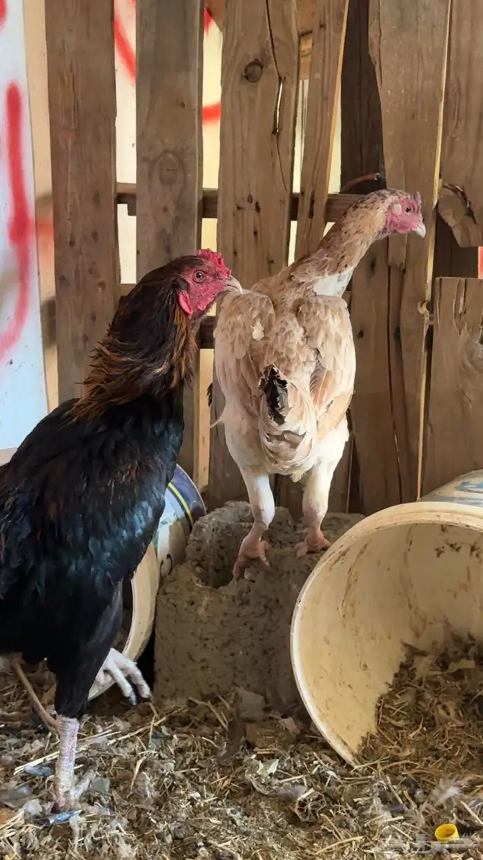 دجاج باكستاني شمو يباني و سندي 9