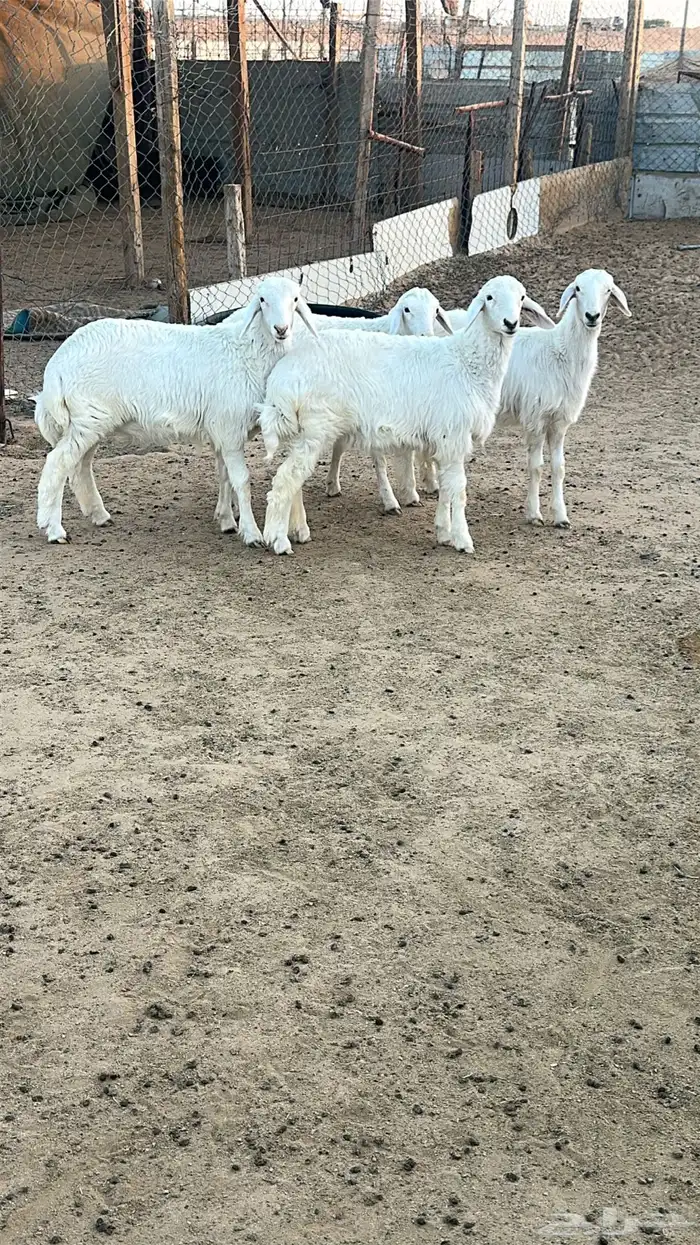 رخال البيع الخرج الجويه 1