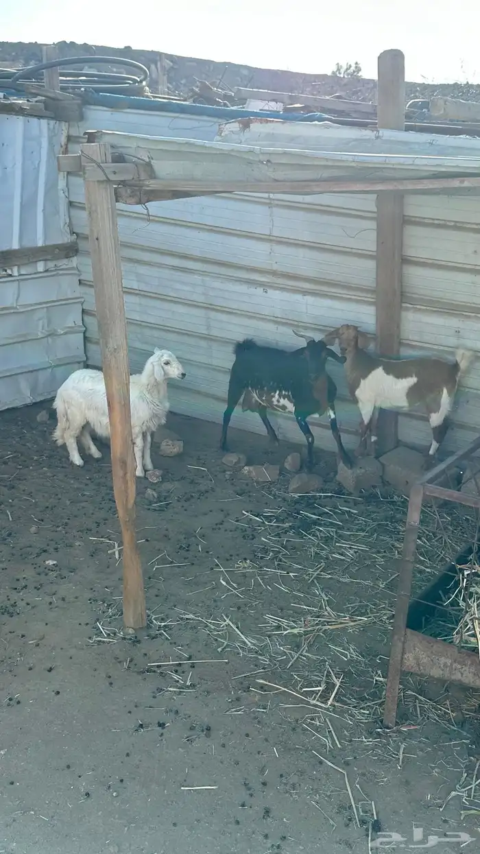 عنز وعناق ورخل 0