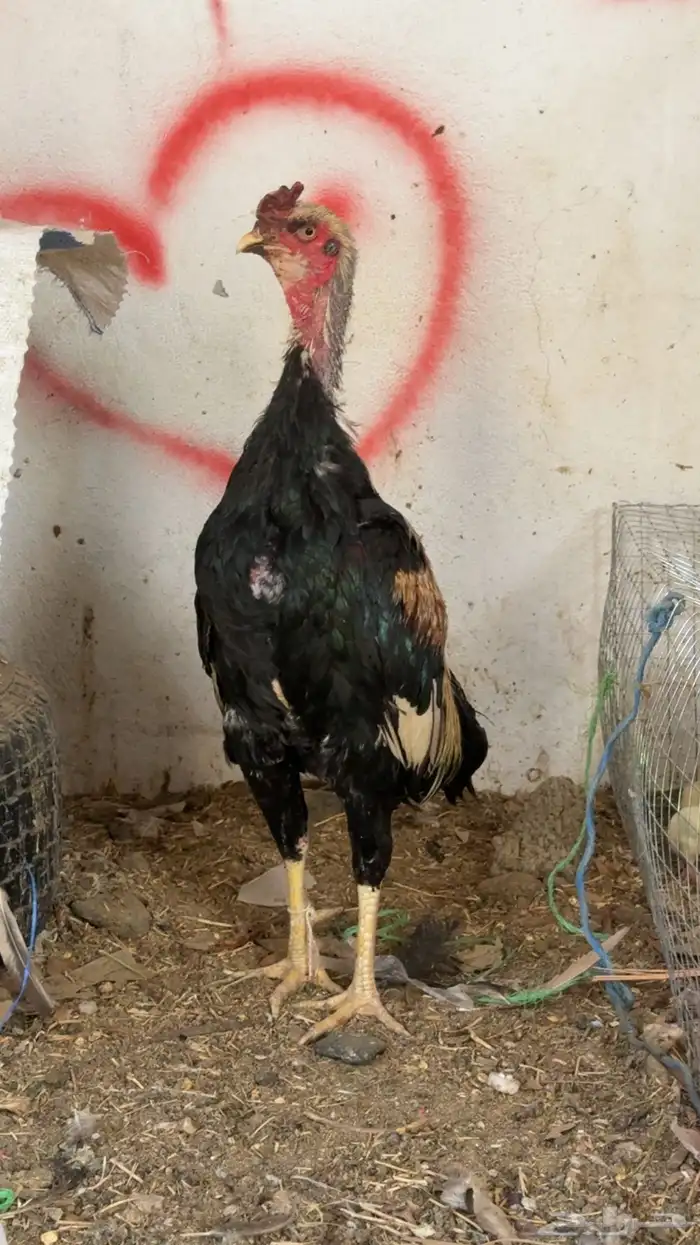 دجاج باكستاني شمو يباني و سندي 17