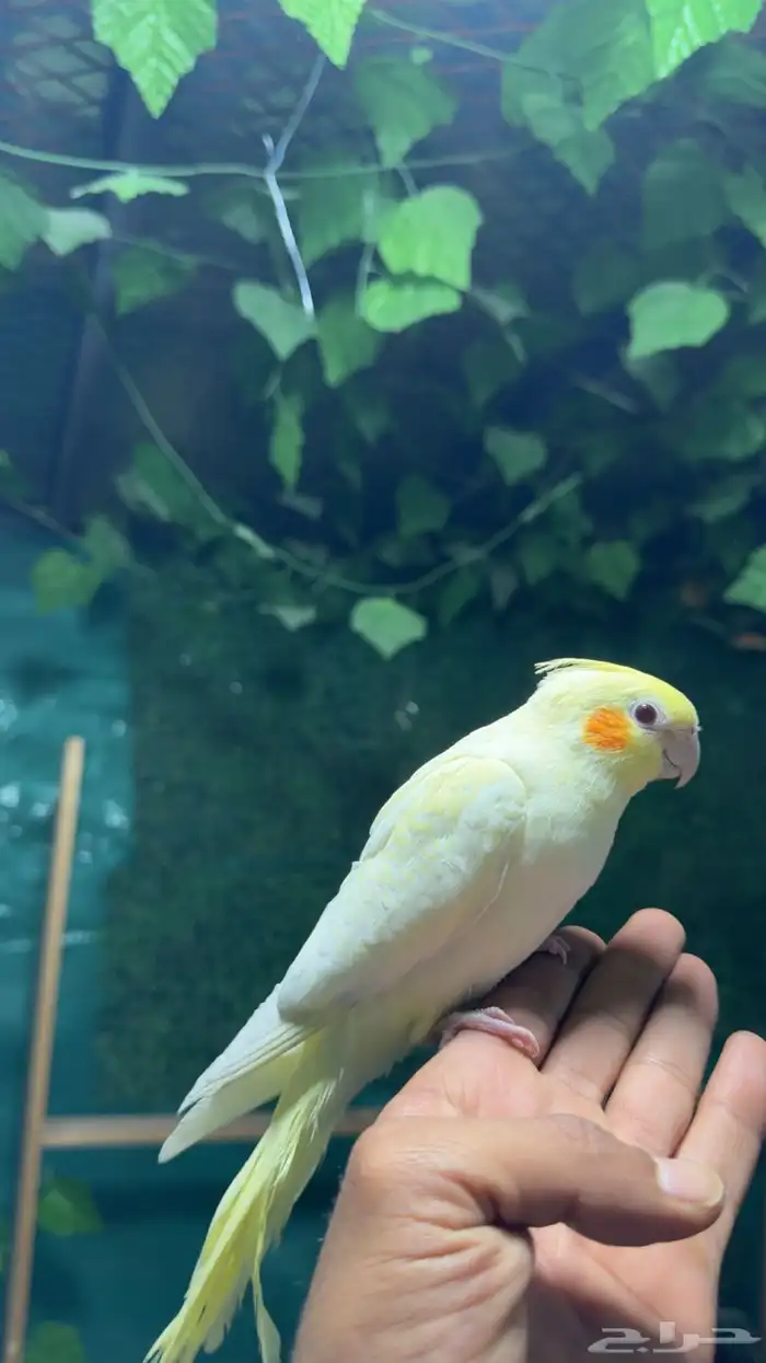 كروان لاتينو اليف وهدد بطل 0