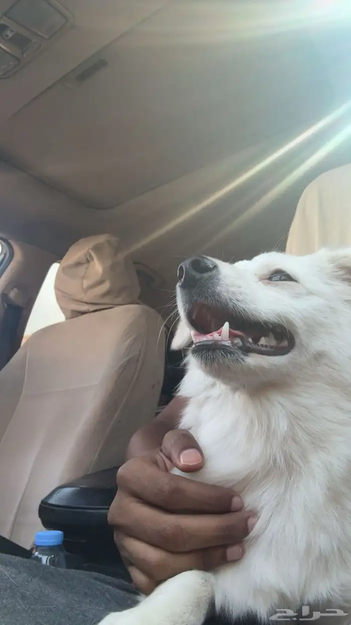 كلب انثى للتبني 1