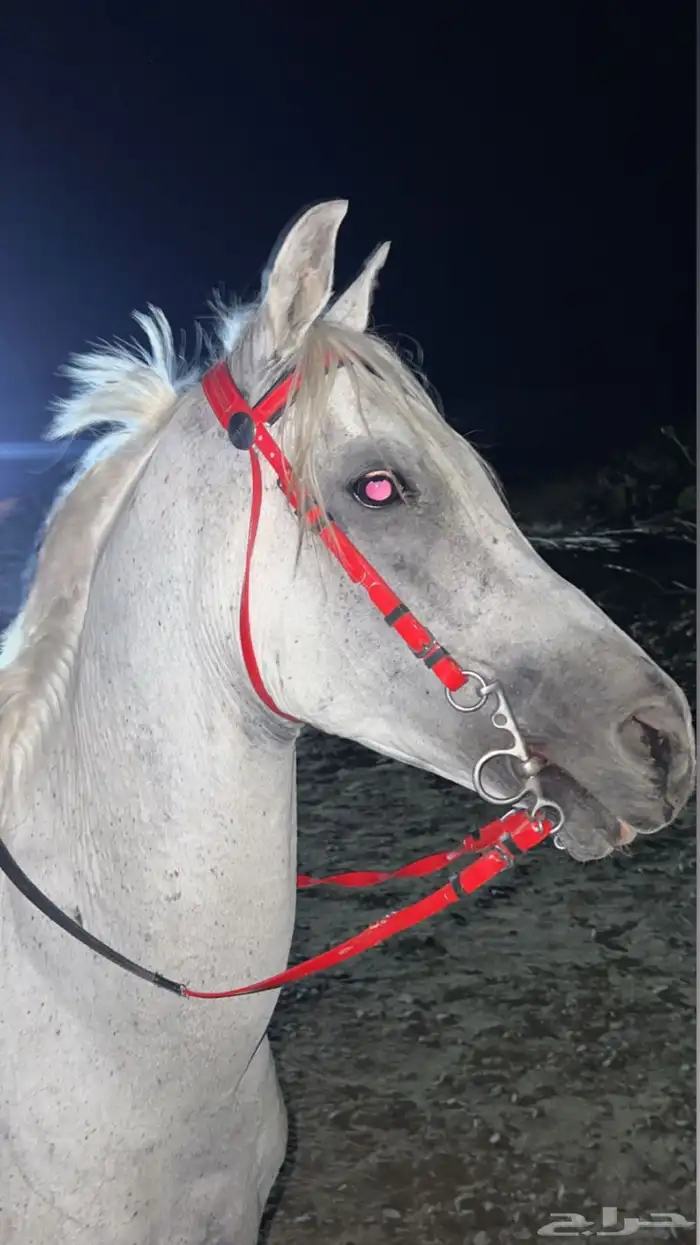 خيل شعبي 2