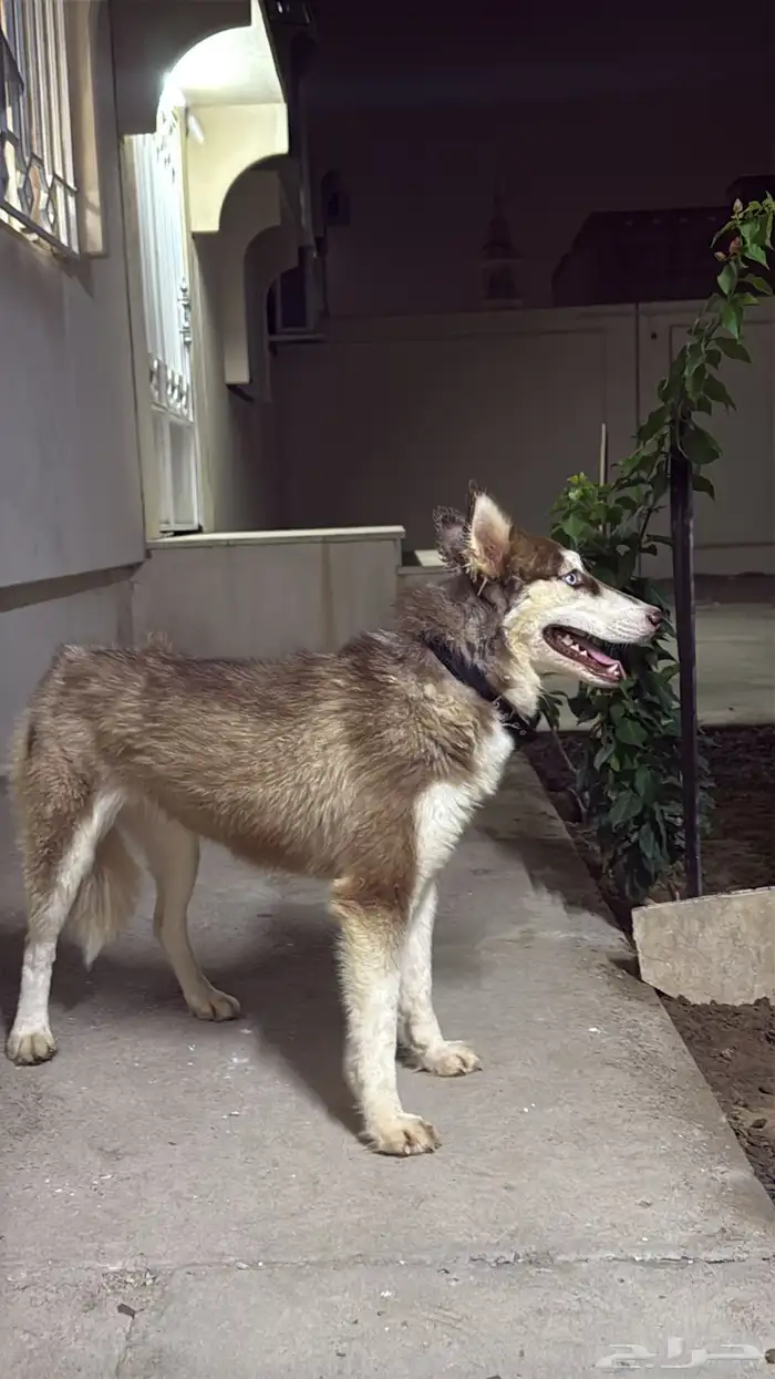 كلب هاسكي انثى للبيع معه كيس اكله 15 كيلو العمر 8 شهور 1