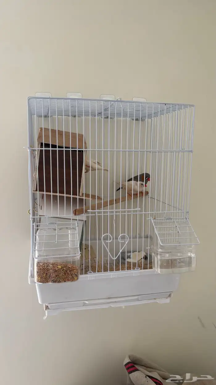 استقبال طيور واهتمام فيهم 10