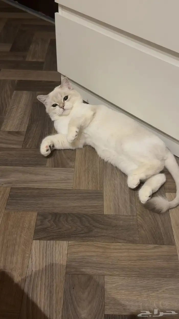 مطلوب قط ذكر لتزاوج القطوه الي عندي راغدول مكس بيرتش هير 0