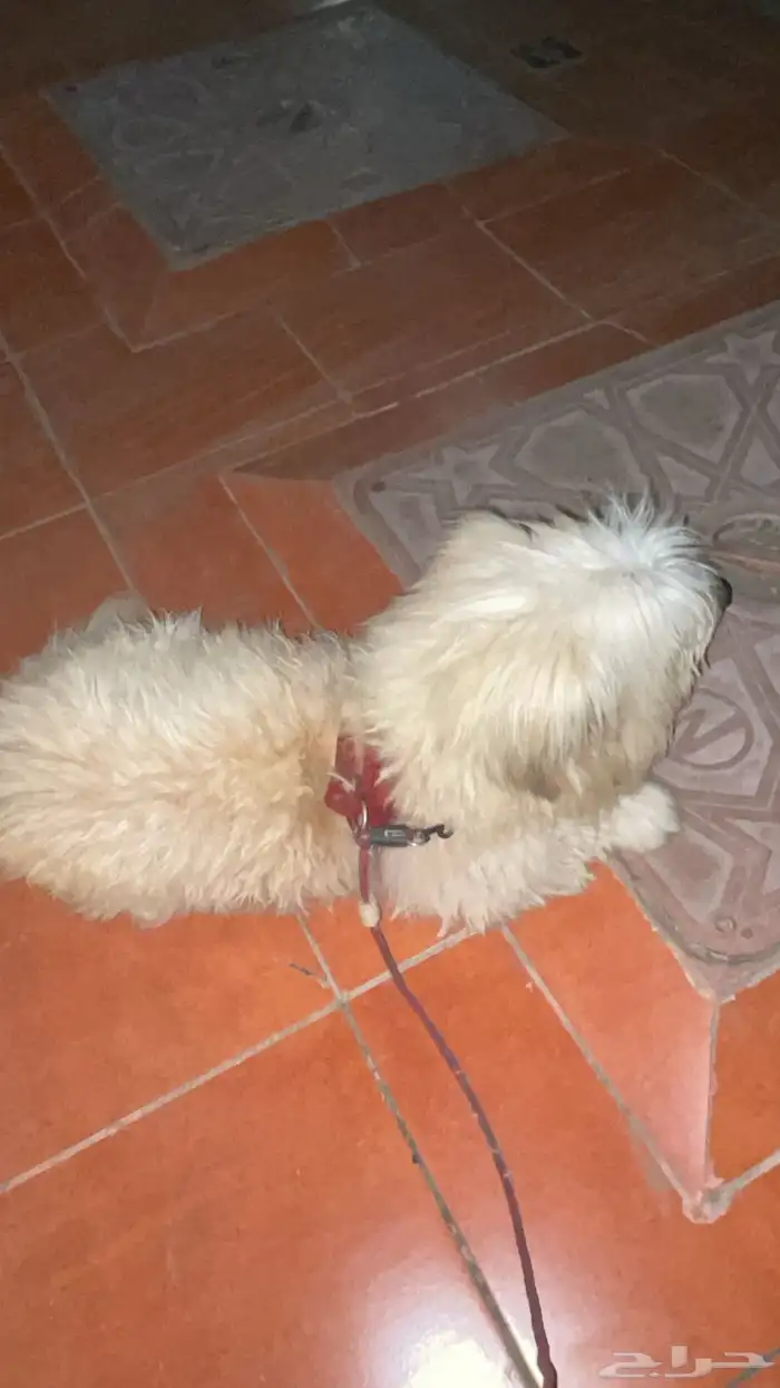 كلب شيواوه 1