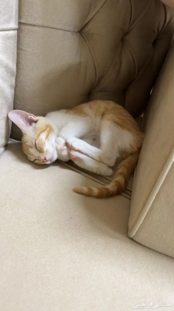 قطه مفقوده 4