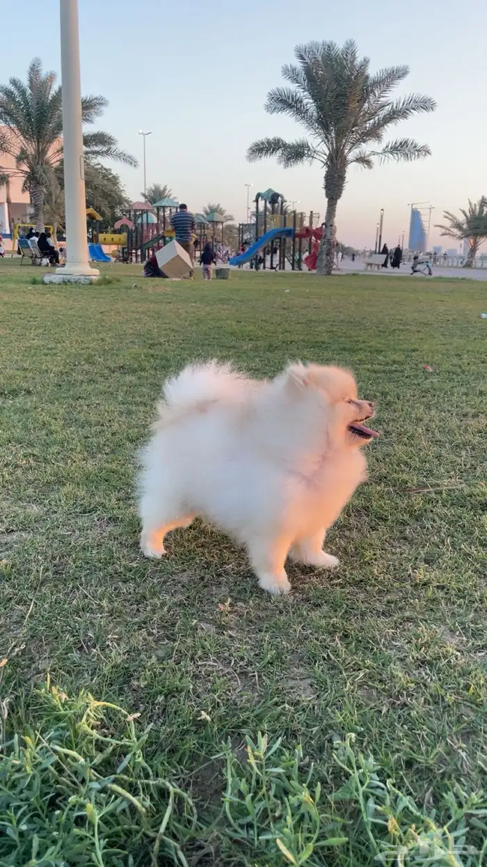 ذكر مستوا بطل بومرينيان 1