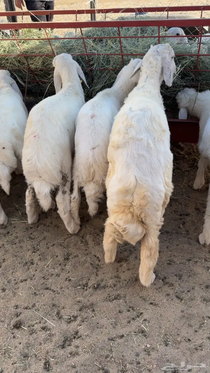 مراح الثمانين لذبايح 1