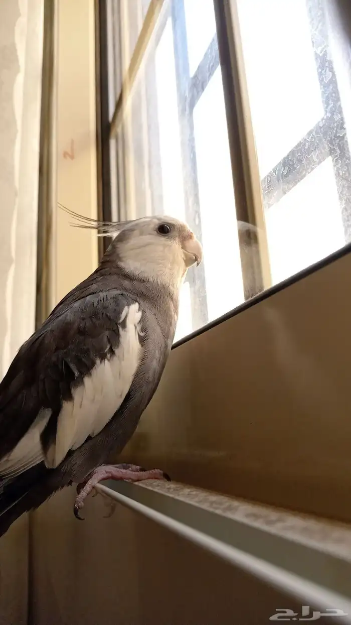 كروان اليف للبيع 0