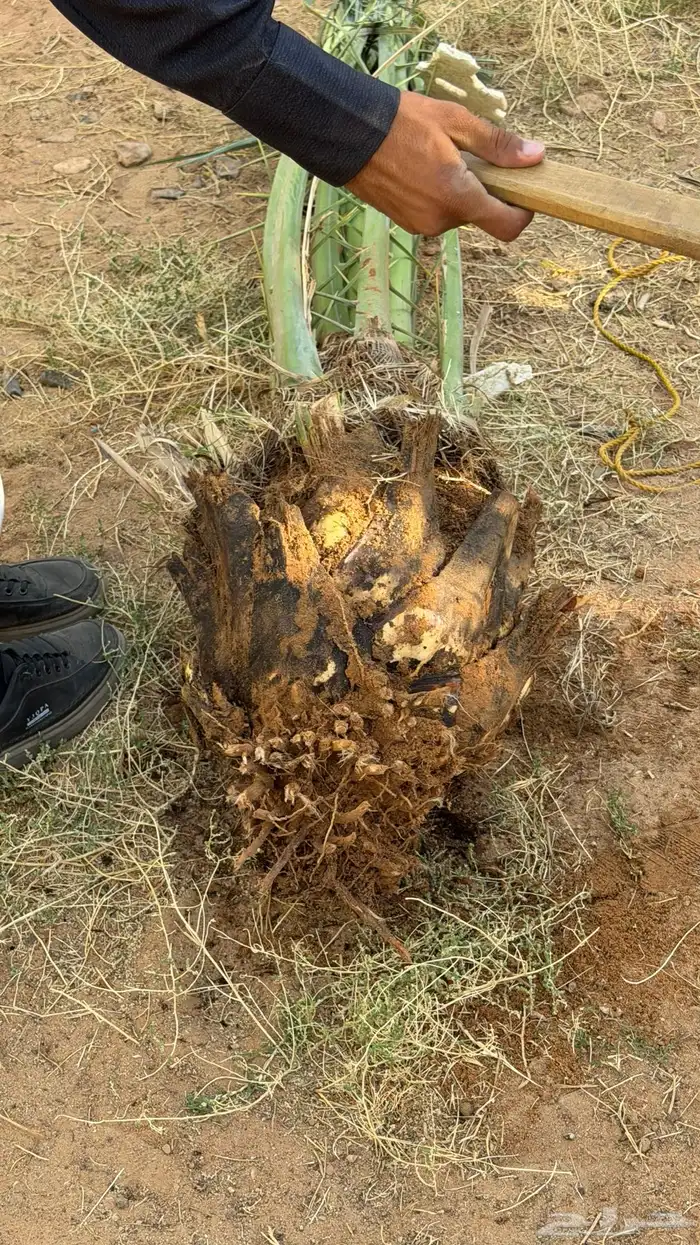 نخل حوشانه وشرازي 2