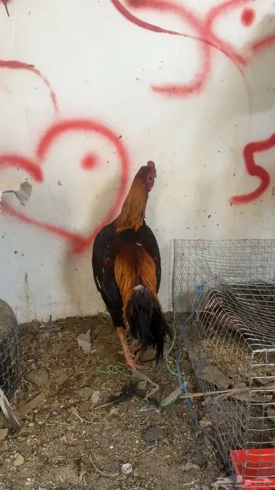 دجاج باكستاني شمو يباني و سندي index