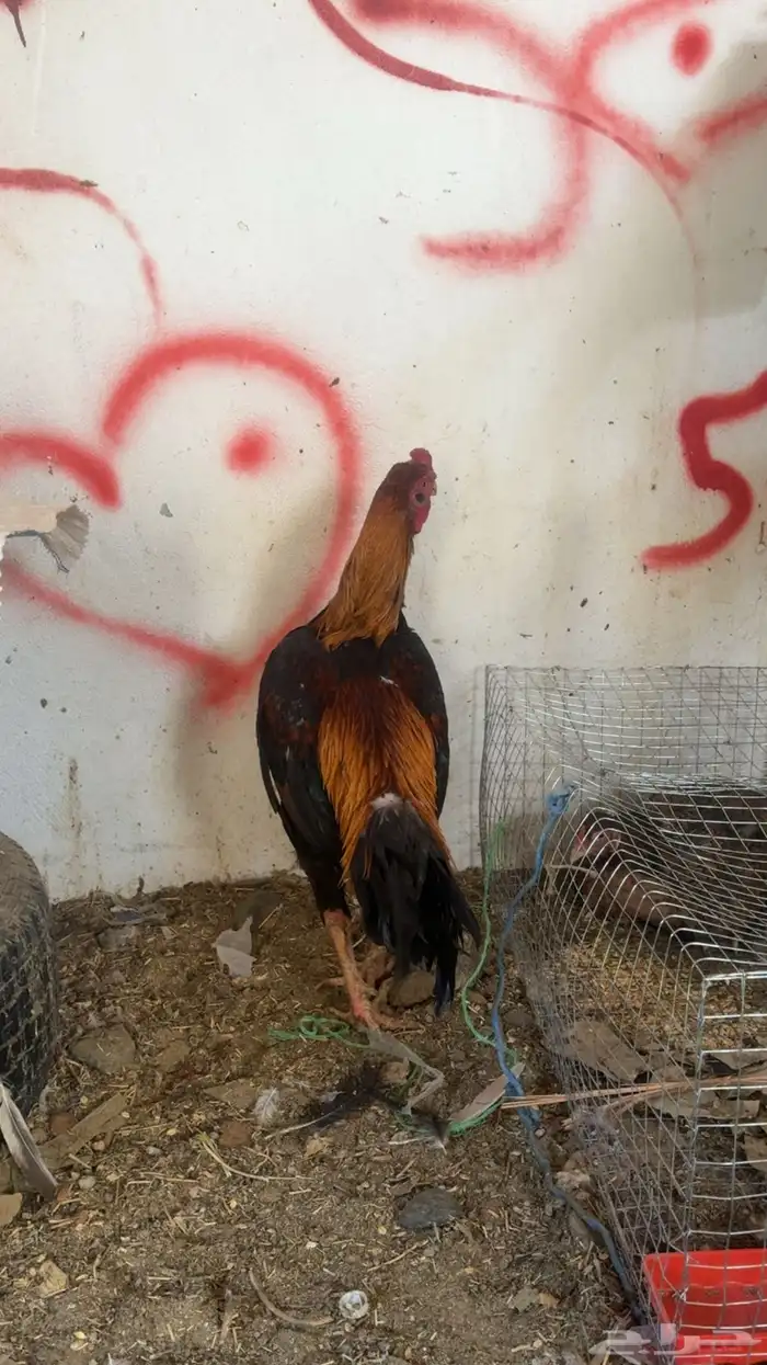 دجاج باكستاني شمو يباني و سندي 4