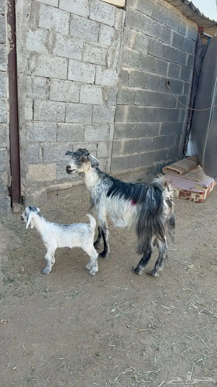 عنز والد تحتها عناق 2