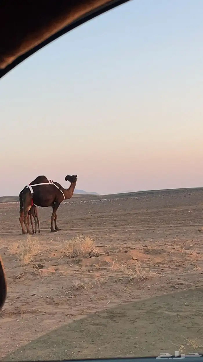 خلفه ثنو مجهم 0