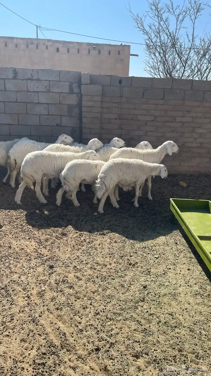 رخال للبيع 2