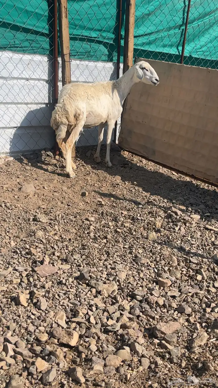 رخال حريات حرش والد 15