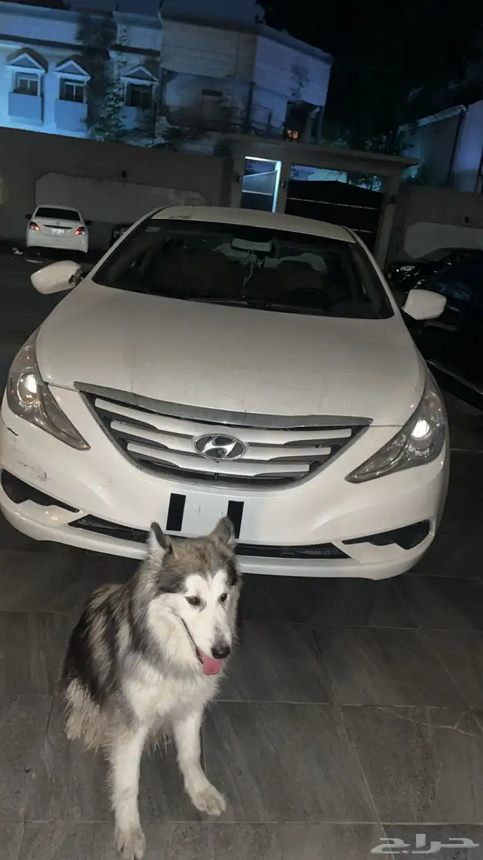كلب هاسكي مفقود في حي الصفاء 0