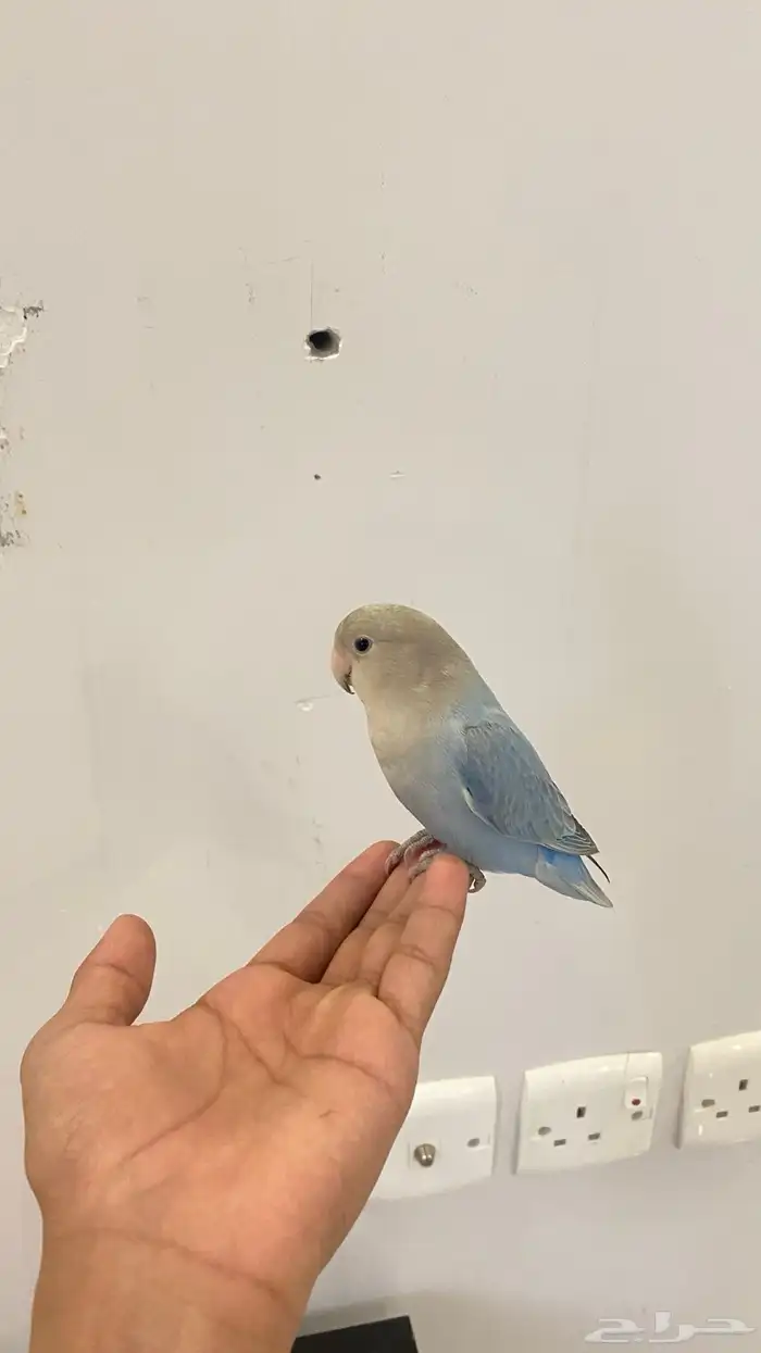 للبيع روز اليف 4