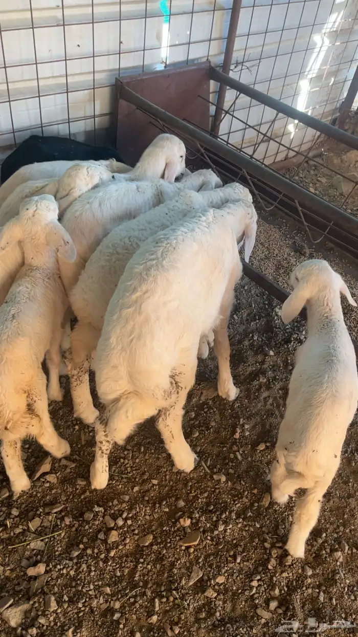 رخال حريات حرش والد 20