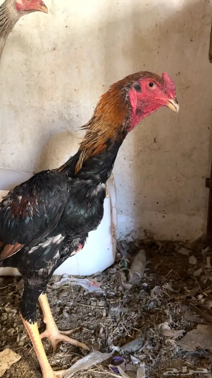 دجاج باكستاني شمو يباني و سندي 22