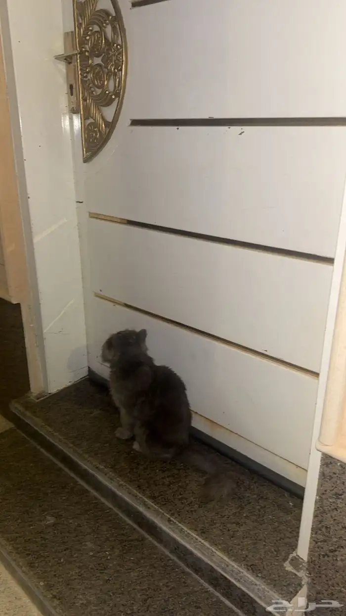 قط للبييع الحقيقه ما اعرف نوعه بس اعرف انه من القطط الغاليه 1