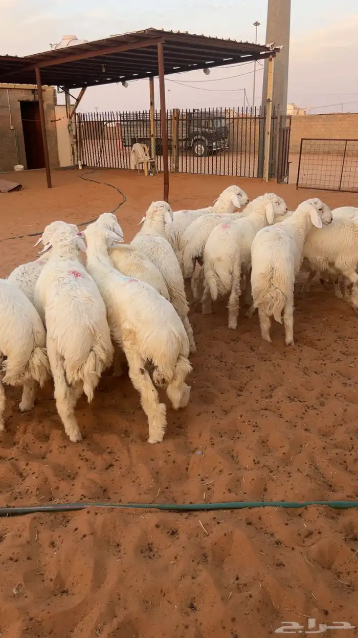 تم البيع العدد 15 العمر 7 و 8 شهور فل شحم كلش خروف 0