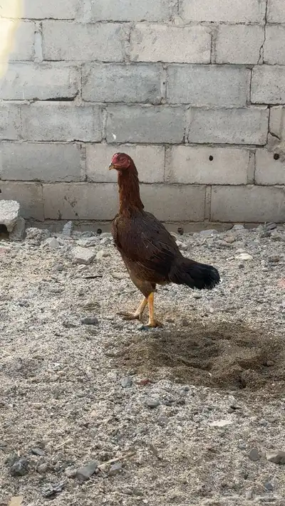 دجاج باكستاني شمو يباني و سندي index