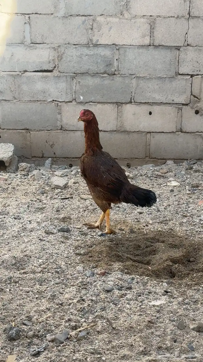 دجاج باكستاني شمو يباني و سندي 0