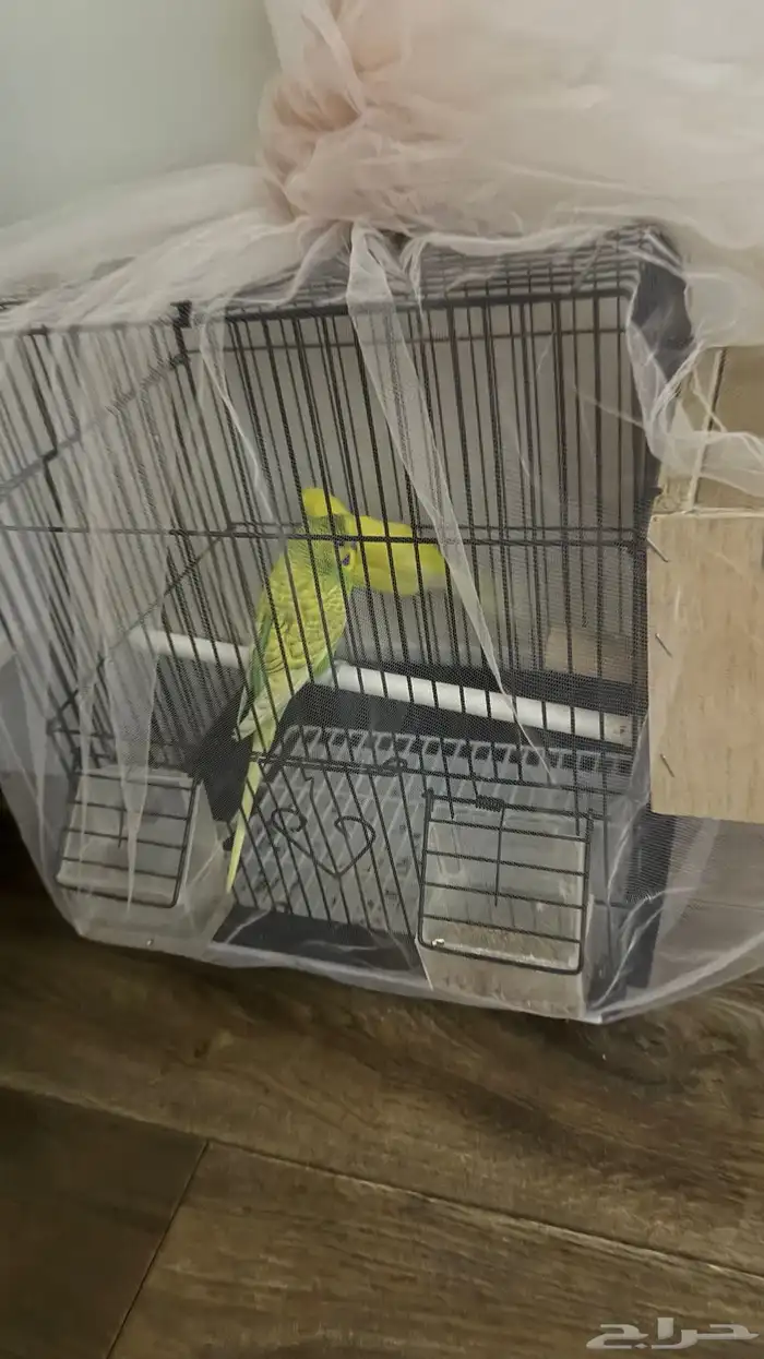 عصافير الحب 0