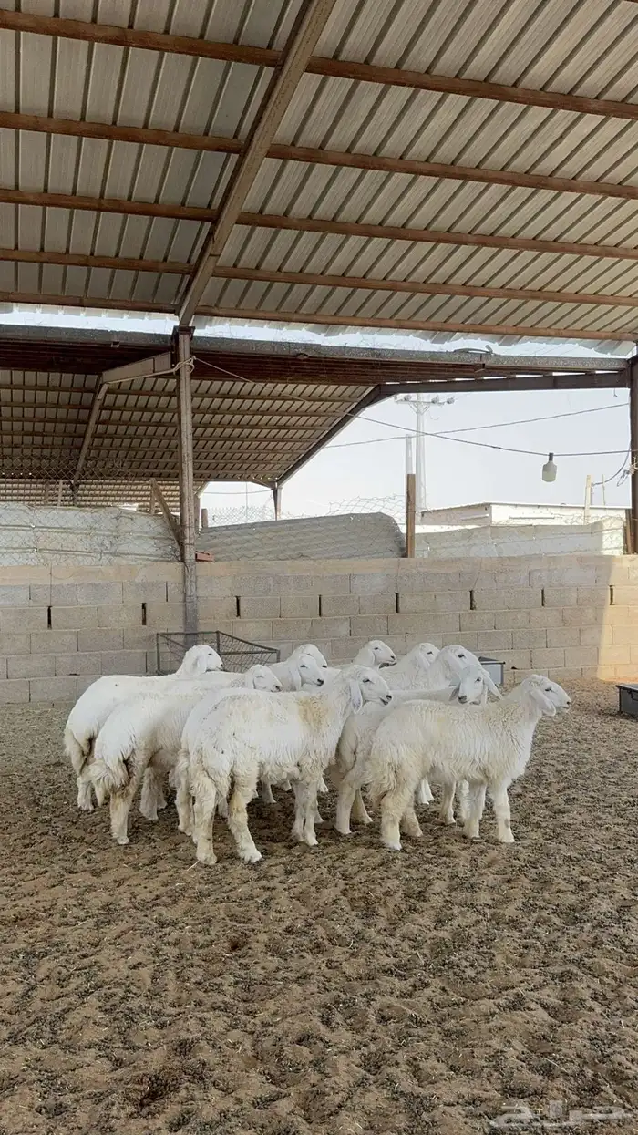 ذبائح للبيع 4